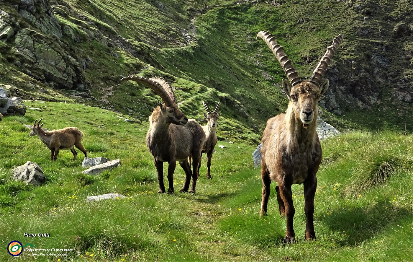 94 Cari stambecchi vi devo lasciare, io devo scendere...a rivederci presto !.JPG